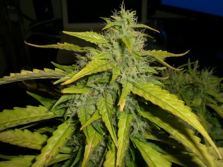 Image for KUSH FOR SALE with ID of: 2257194