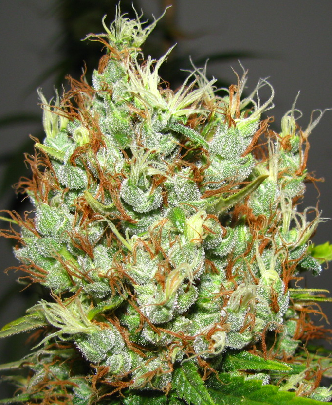 Image for KUSH FOR SALE with ID of: 2257195