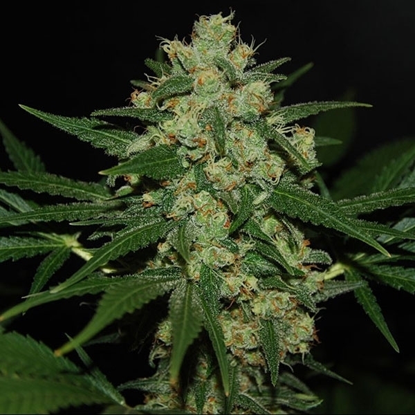 Image for KUSH FOR SALE with ID of: 2257196