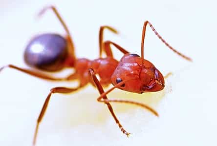 Image for Parker Pest Control Services with ID of: 2257762