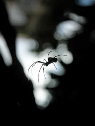 Image for Parker Pest Control Services with ID of: 2257764