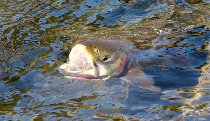 Image for Cutthroat Anglers with ID of: 2258803
