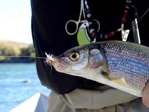 Image for Cutthroat Anglers with ID of: 2258806