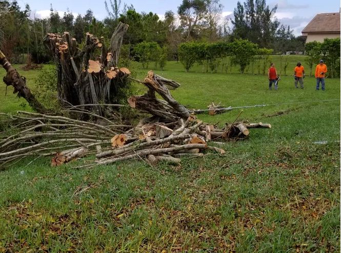 Image for South Florida Tree Service with ID of: 2259634
