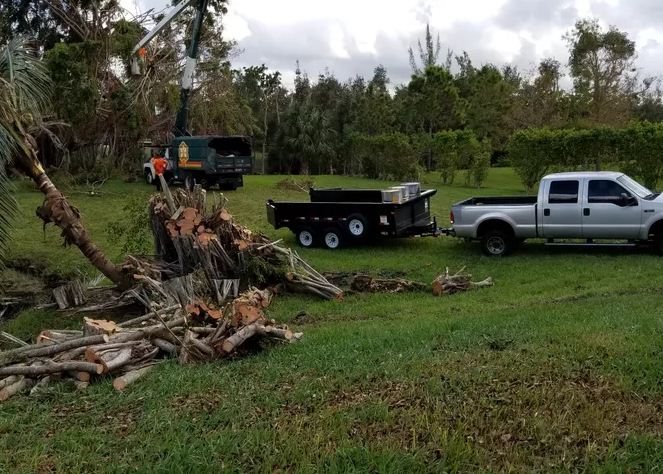 Image for South Florida Tree Service with ID of: 2259635