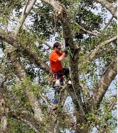 Image for South Florida Tree Service with ID of: 2259636