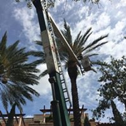 Image for South Florida Tree Service with ID of: 2259642