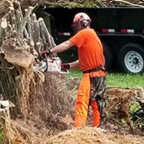 Image for South Florida Tree Service with ID of: 2259644