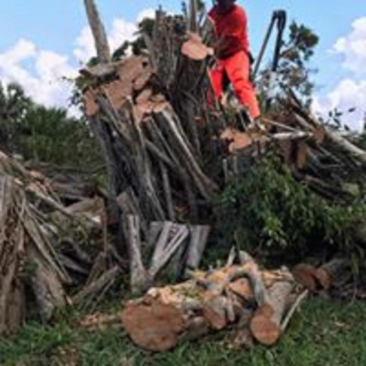 Image for South Florida Tree Service with ID of: 2259645