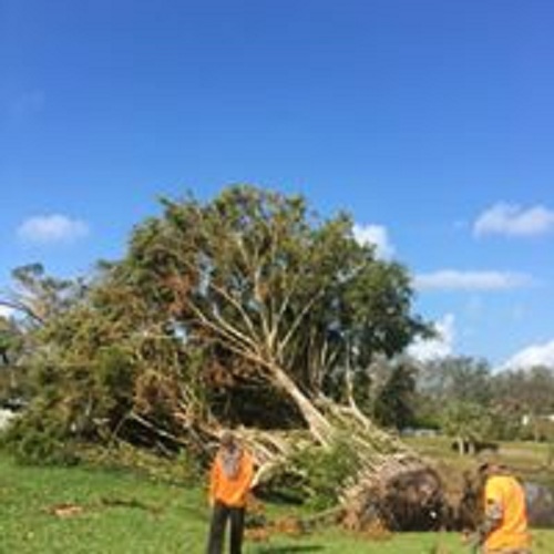 Image for South Florida Tree Service with ID of: 2259646