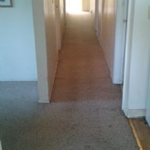 Image for SJ D&D Carpet Care with ID of: 2259969