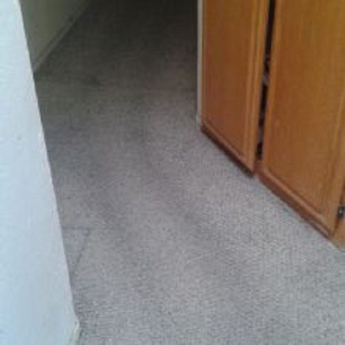 Image for SJ D&D Carpet Care with ID of: 2259970