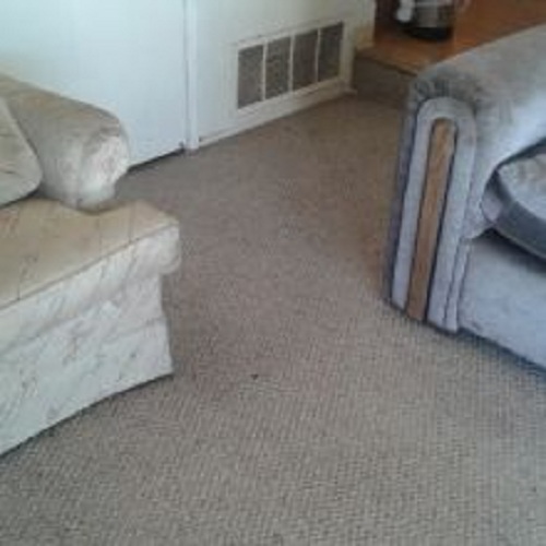 Image for SJ D&D Carpet Care with ID of: 2259972