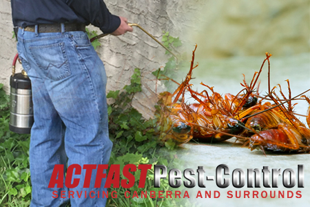 Image for Possum Removal Canberra | Act Fast Pest Control with ID of: 2262754
