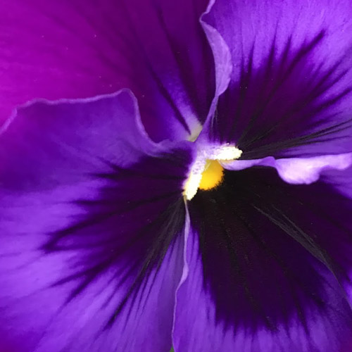 Image for Lynde Greenhouse & Nursery with ID of: 2265144