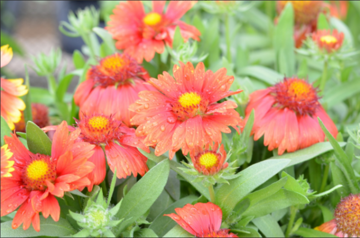 Image for Lynde Greenhouse & Nursery with ID of: 2265160