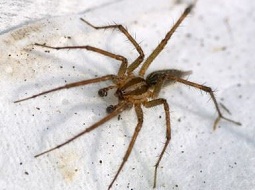 Image for Pest control plainfield NJ with ID of: 2267848