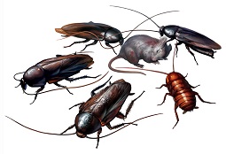 Image for Pest control plainfield NJ with ID of: 2267863