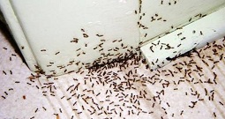 Image for Pest control plainfield NJ with ID of: 2267869