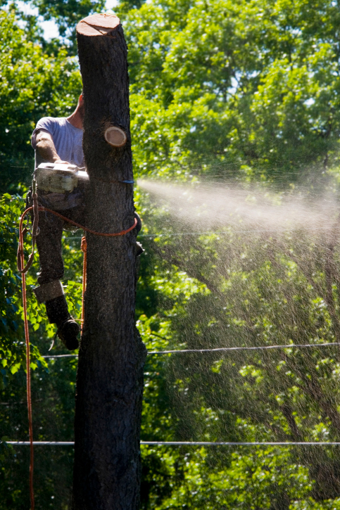 Image for Cat 5 Tree Service with ID of: 2268506