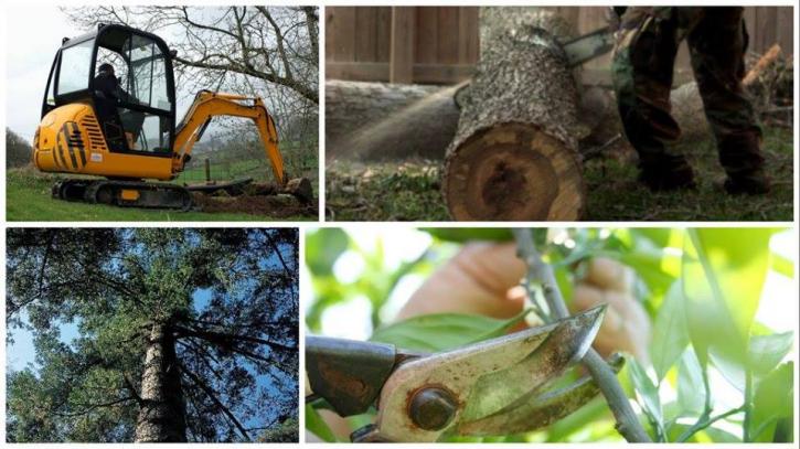 Image for A&N Quality Tree Service with ID of: 2269755
