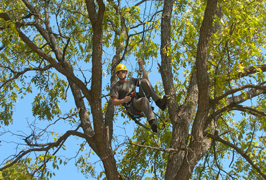 Image for Lincoln Tree Service with ID of: 2276483