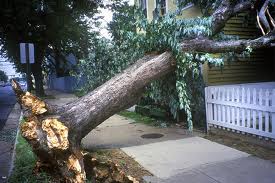 Image for Lincoln Tree Service with ID of: 2276484