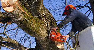Image for Lincoln Tree Service with ID of: 2276485