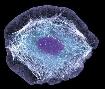 Image for Global Single Cell Analysis Market – Trends and Opportunity with ID of: 2277607