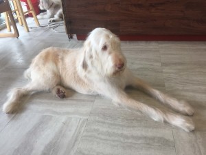 Image for Wiggles & Wags Grooming with ID of: 2283136