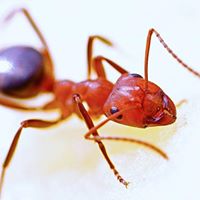 Image for People’s Pest Control with ID of: 2284776