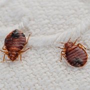 Image for People’s Pest Control with ID of: 2284777