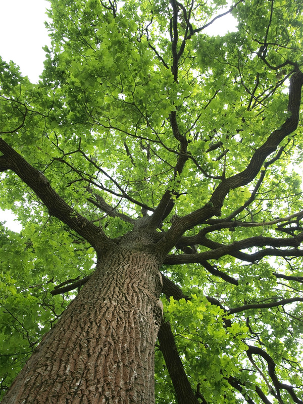 Image for Anaheim Tree Care with ID of: 2289115