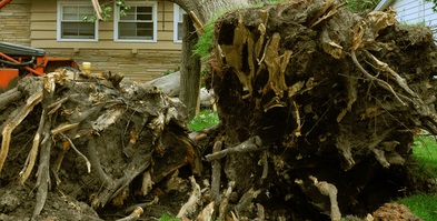Image for Spartanburg Tree Care with ID of: 2292649