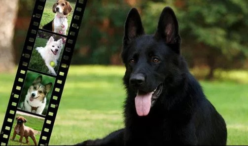 Image for Value Dog Training with ID of: 2292758