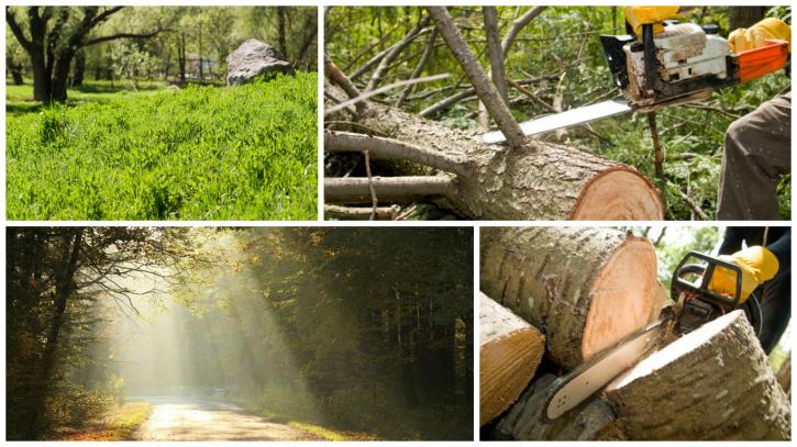Image for Carolina Tree Pros with ID of: 2300061
