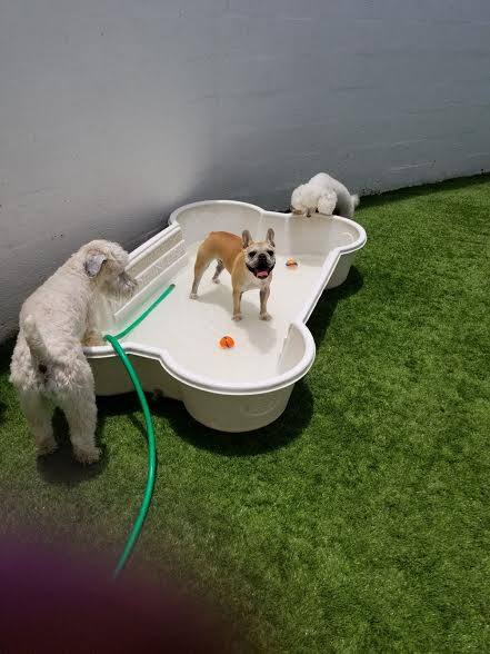 Image for Waggle Bros Pet Resort & Spa with ID of: 2300161
