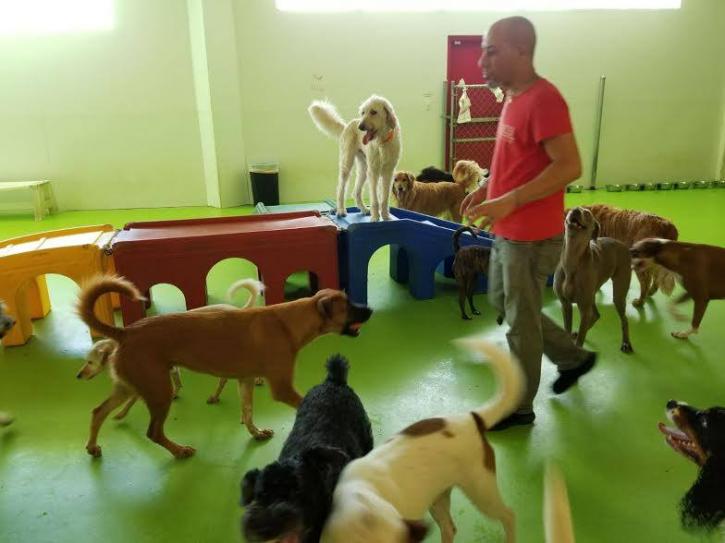Image for Waggle Bros Pet Resort & Spa with ID of: 2300162