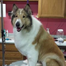 Image for Bark N Call Pet Shop & Grooming with ID of: 2300934