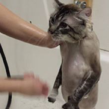 Image for Bark N Call Pet Shop & Grooming with ID of: 2300935