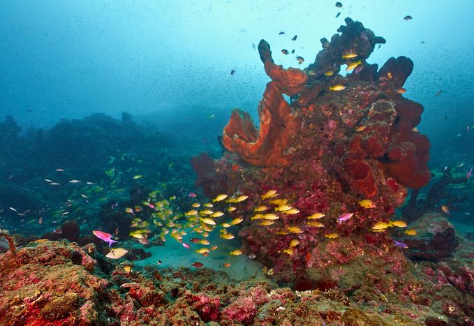 Image for Best Togian diving with ID of: 2301341