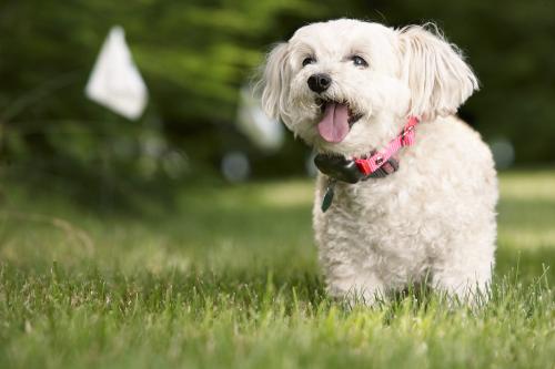 Image for DogWatch by Kerry's Landscaping with ID of: 2304249