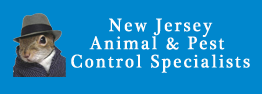 Image for Affordable Bed Bug Removal Specialists with ID of: 2305436