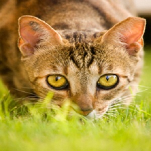 Image for Coastal Grooming LLC with ID of: 2306539