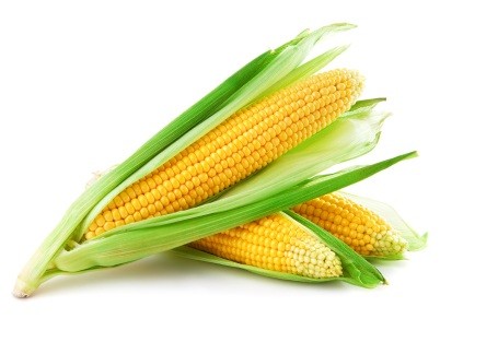 Image for Organic Corn Market by Supply Chain Analysis, Share, Region and Forecast To 2022 with ID of: 2306881
