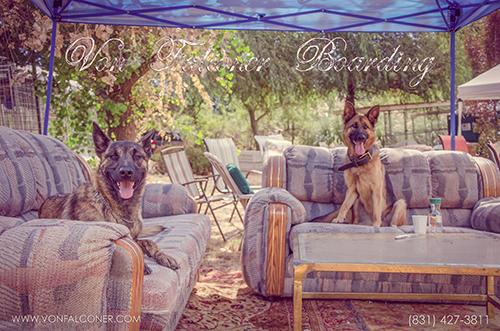 Image for Von Falconer K-9 Train with ID of: 2307934