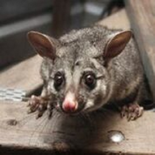Image for All About Pest Control with ID of: 2309838