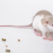 Image for Eddie's Pest Control with ID of: 2315593
