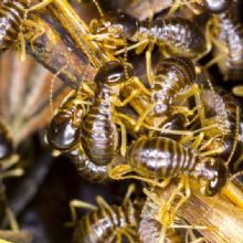 Image for Eddie's Pest Control with ID of: 2315595