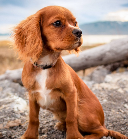 Image for Get The First Class Dog Grooming Services in Buckinghamshire with ID of: 2320594